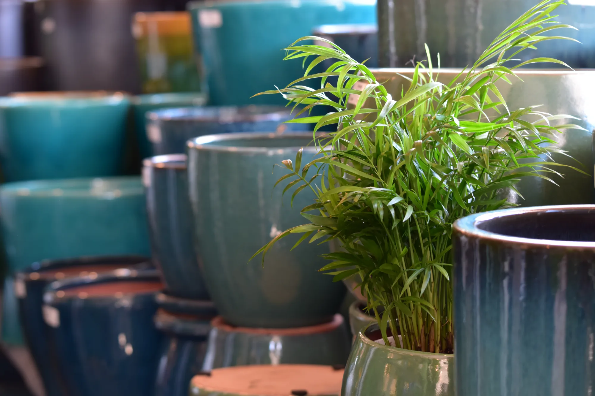 Glazed pottery and a palm on display at Urban Jungle