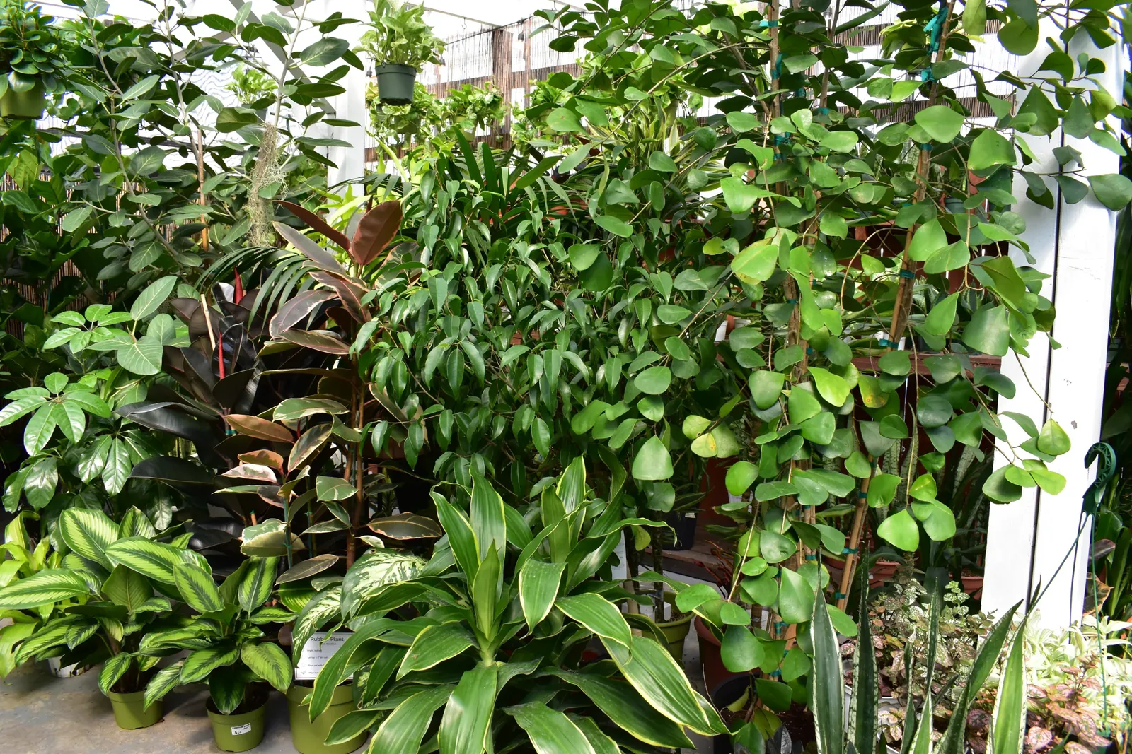 Lush indoor plant display at Urban Jungle