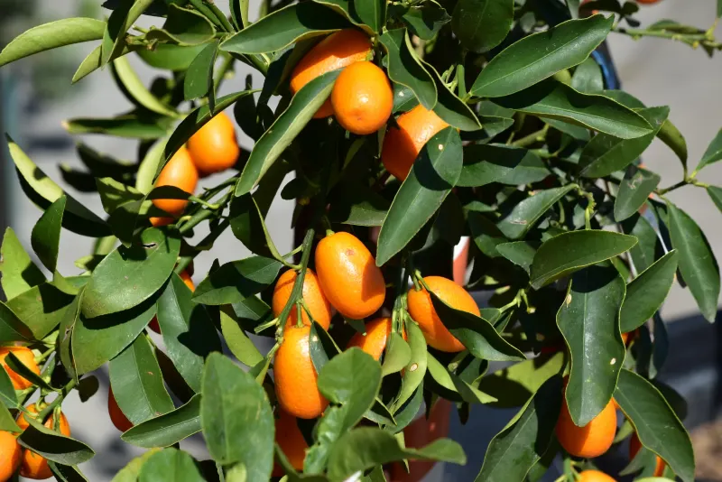 Citrus tree laden with ripe fruit at Urban Jungle