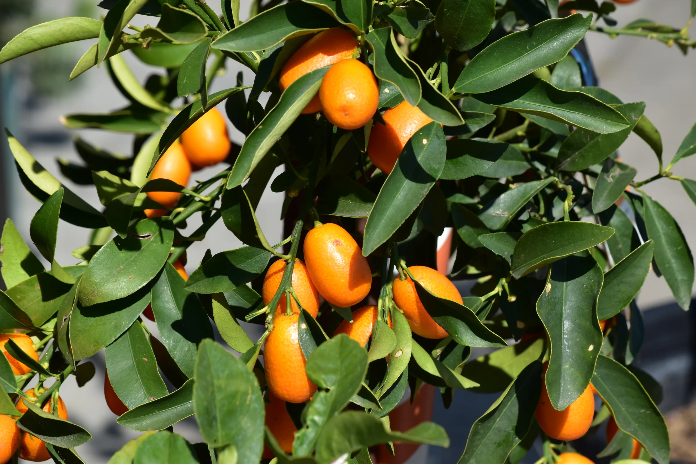 Citrus tree laden with ripe fruit at Urban Jungle