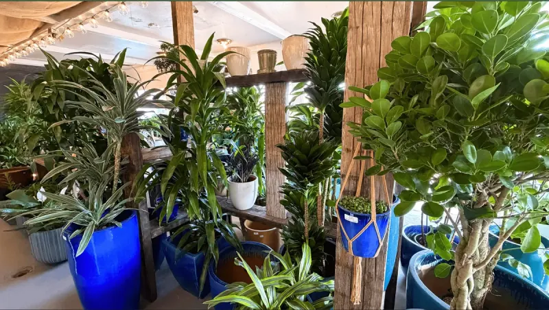 Indoor plants arranged among colorful pottery at Urban Jungle