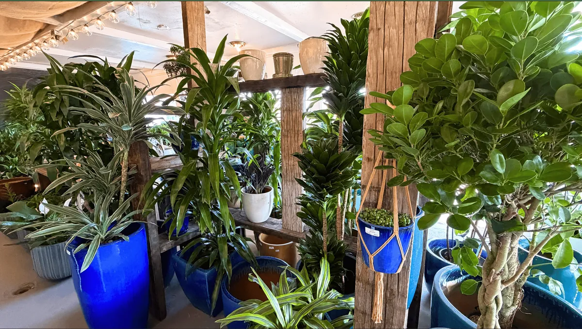 Indoor plants arranged among colorful pottery at Urban Jungle