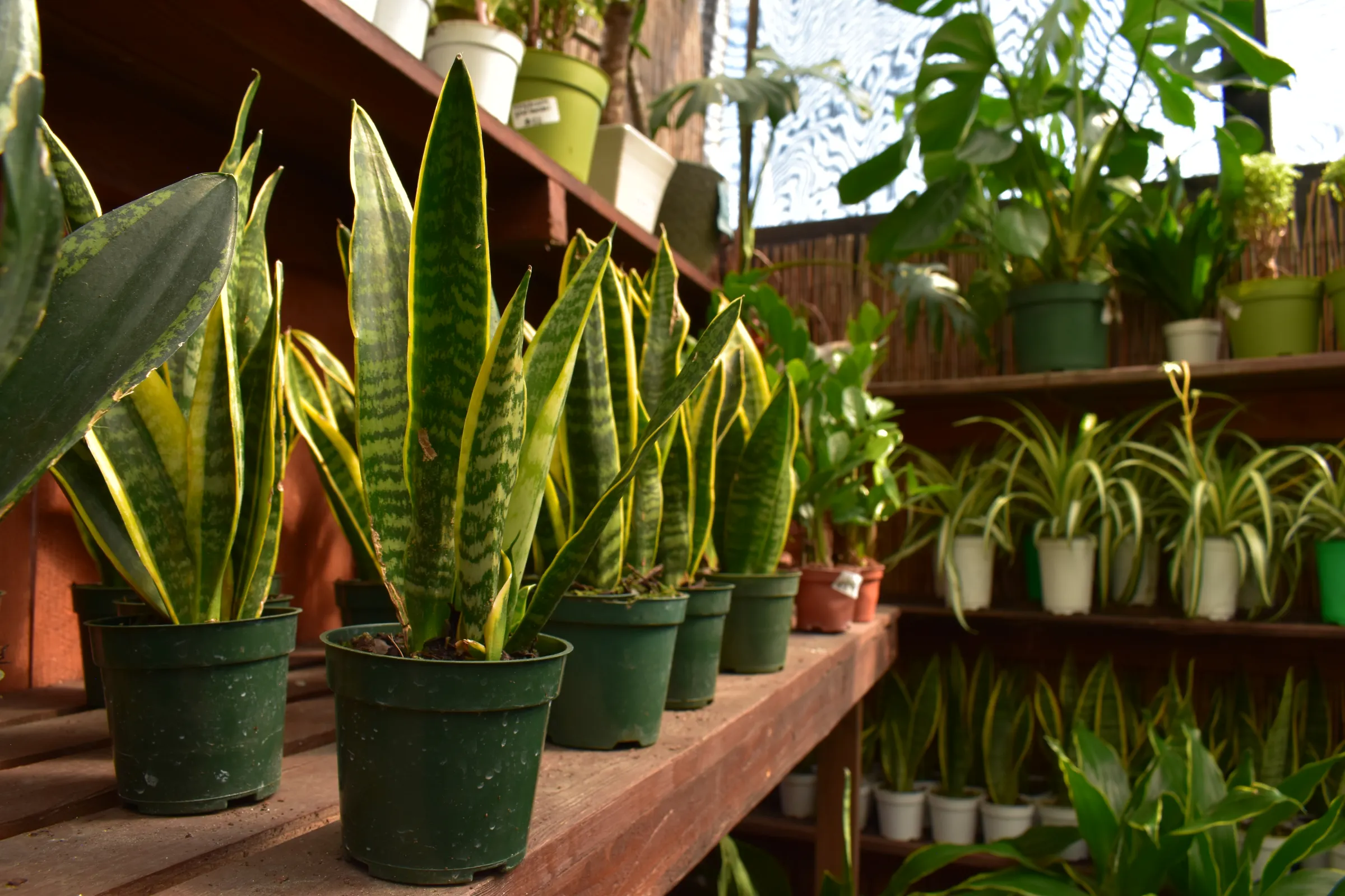 Snake plants lined up on wooden shelves at Urban Jungle
