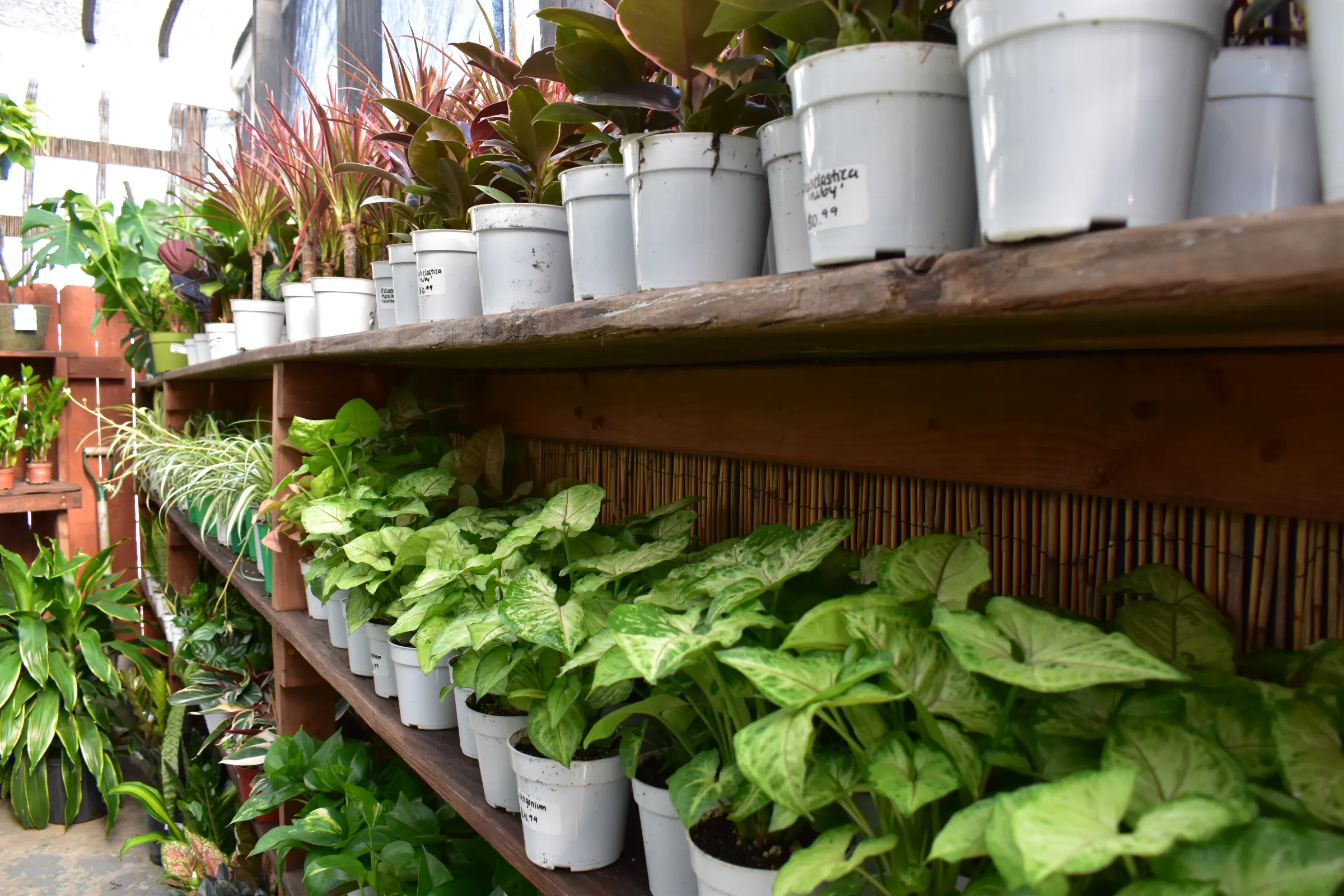 Rows of tropical houseplants on wooden shelves at Urban Jungle