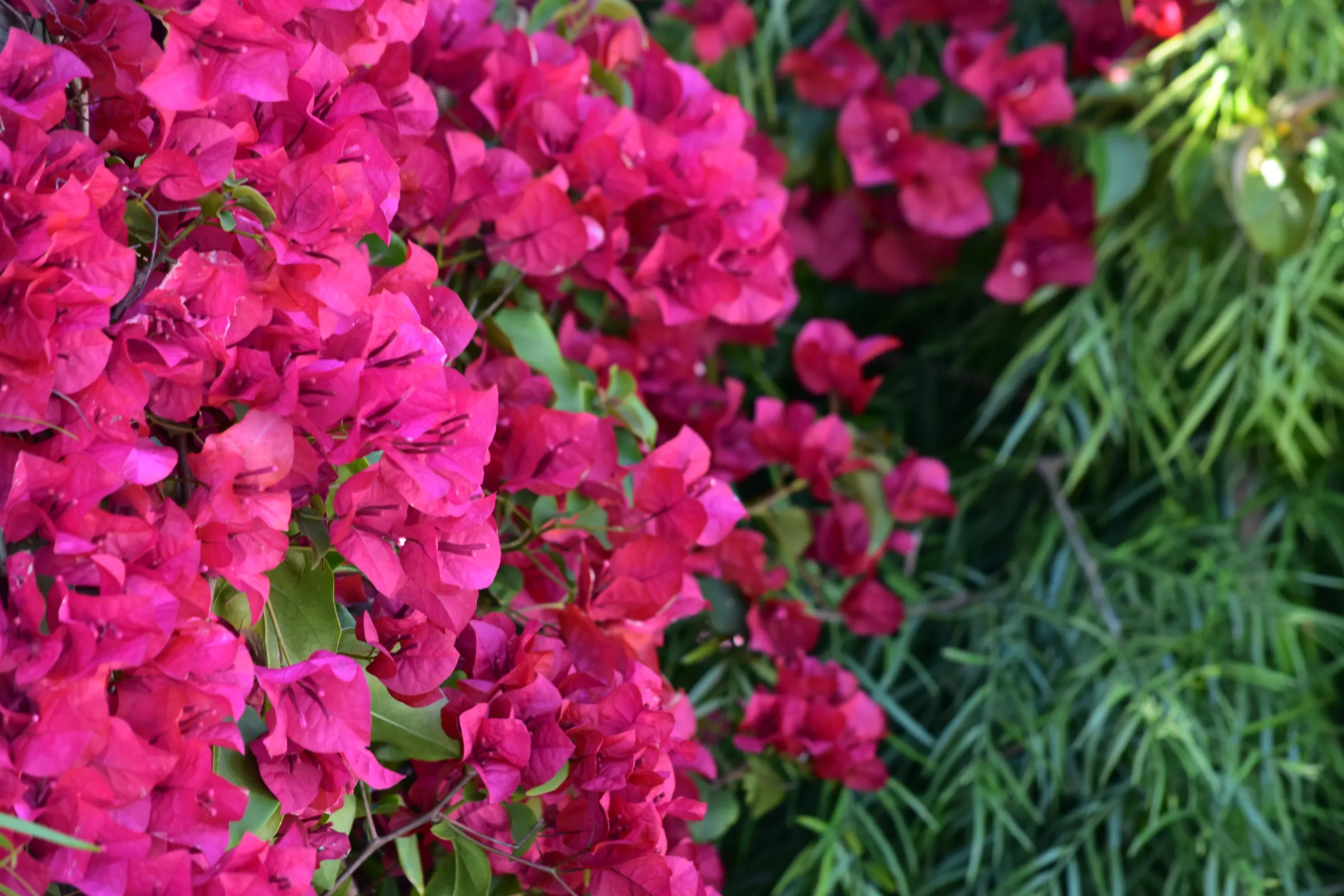 Magenta bougainvillea in bloom at Urban Jungle