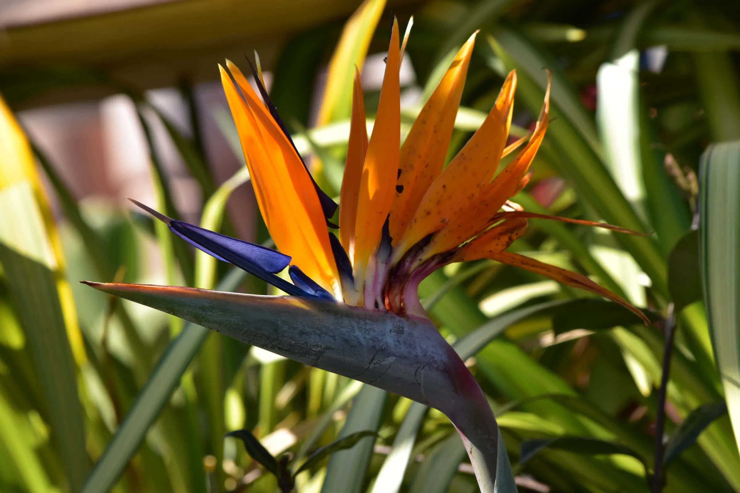 Bird of Paradise flower in bloom at Urban Jungle