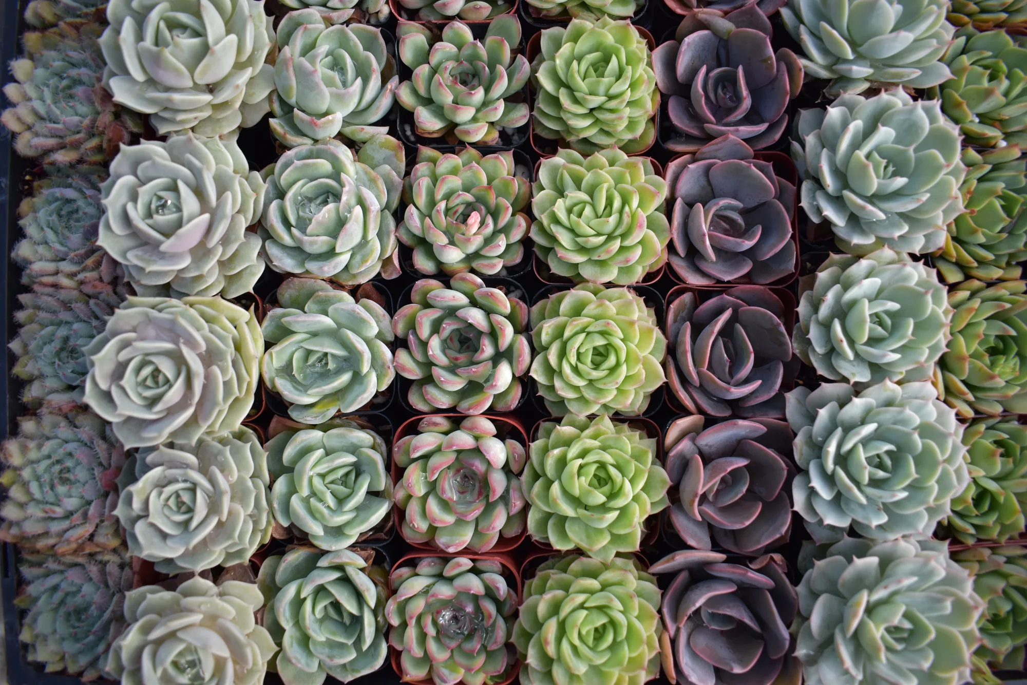 Rows of colorful rosette succulents