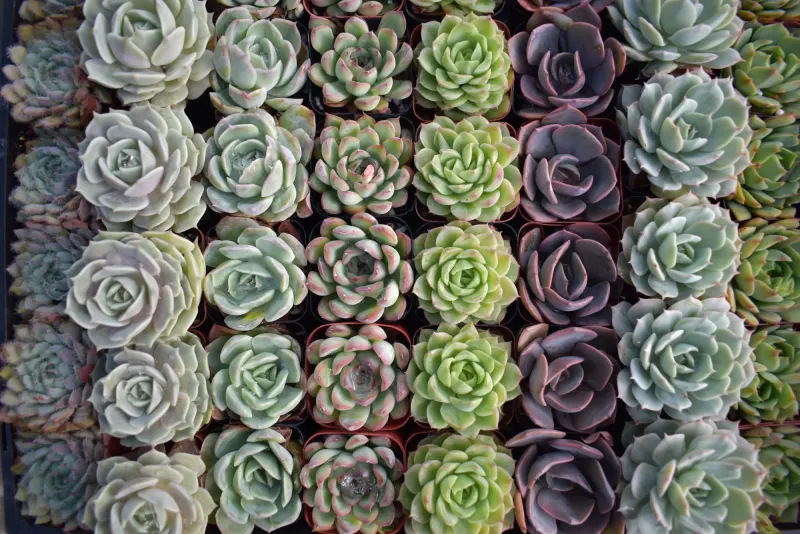 Rows of colorful rosette succulents