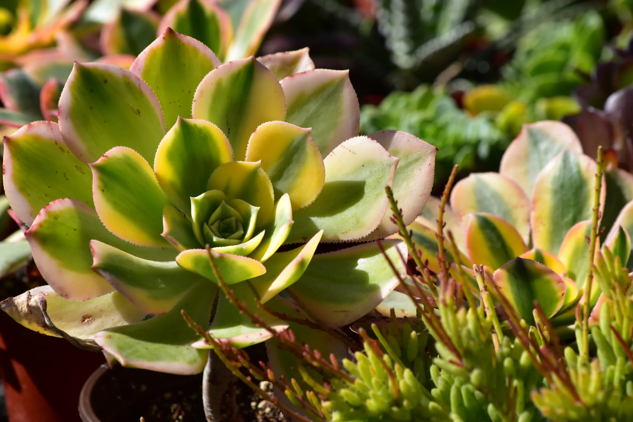 Variegated rosette succulent in the sun