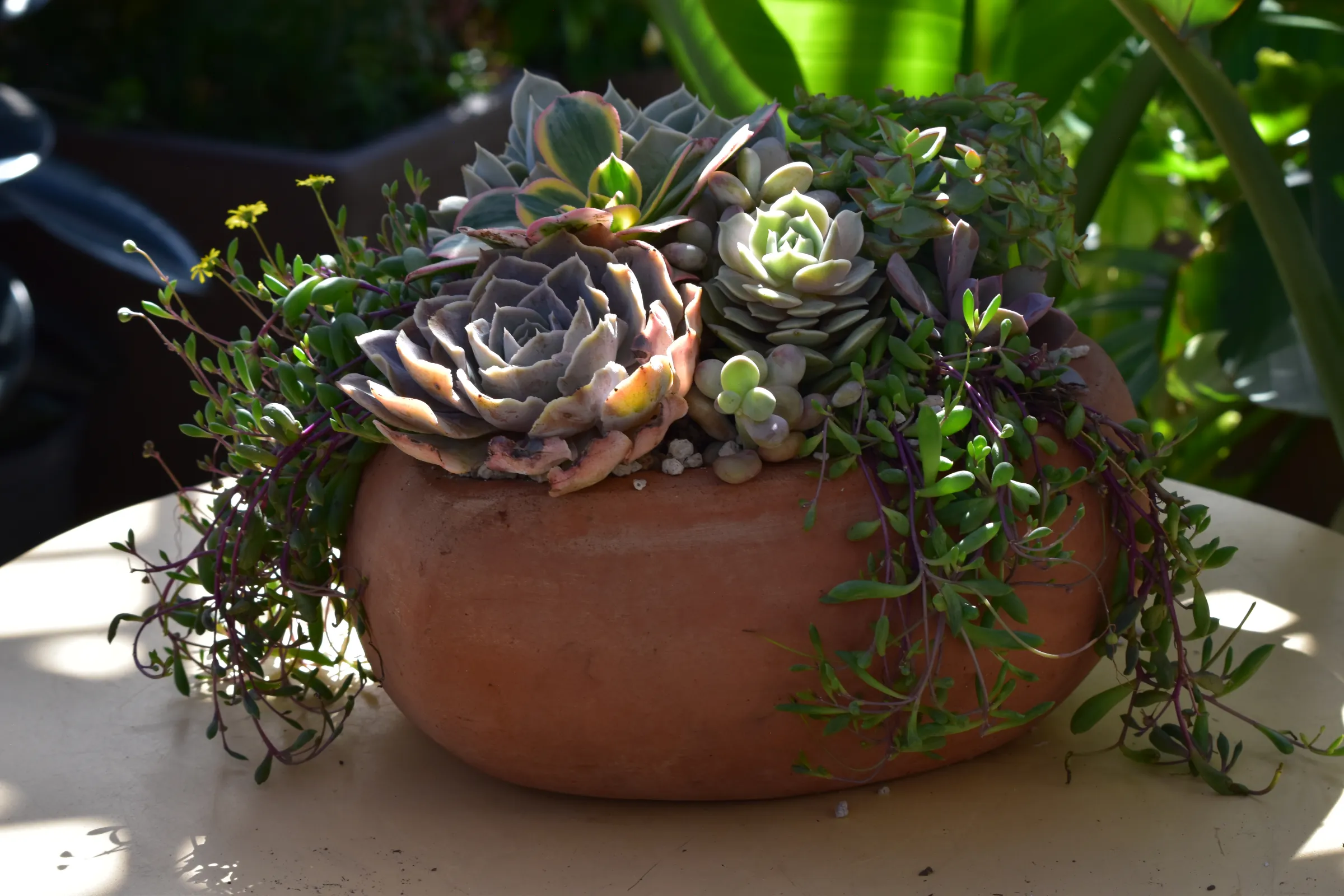Mixed succulent arrangement in a terracotta bowl